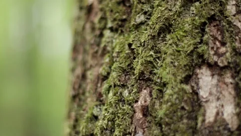 The texture of logs in the forest. Harvest tree for the winter V Stock Footage 143703908