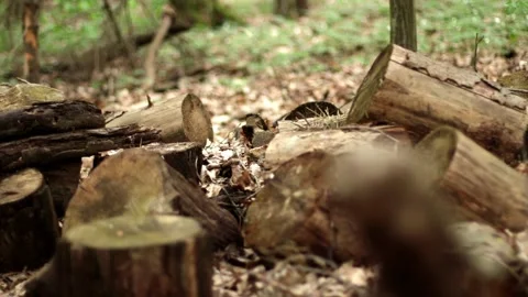The texture of logs in the forest. Harvest tree for the winter V Stock Footage 143704078