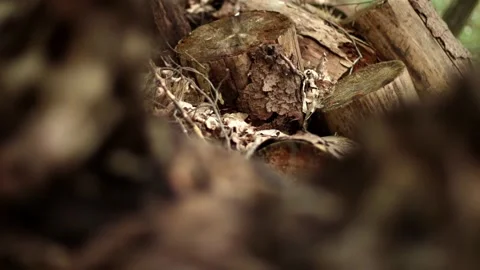 The texture of logs in the forest. Harvest tree for the winter V Stock Footage 143705608