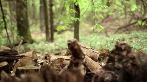 The texture of logs in the forest. Harvest tree for the winter V Stock Footage 143707871