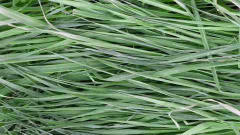 Texture of long young green grass lying on the ground, slow motion close-up Stock Footage 160924053