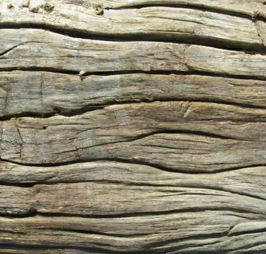 Texture longitudinal section of an old tree Stock Photos