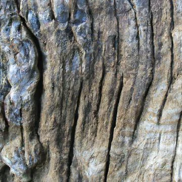Texture longitudinal section of an old tree Stock Photos