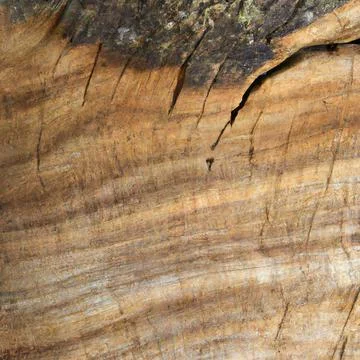 Texture longitudinal section of an old tree Stock Photos