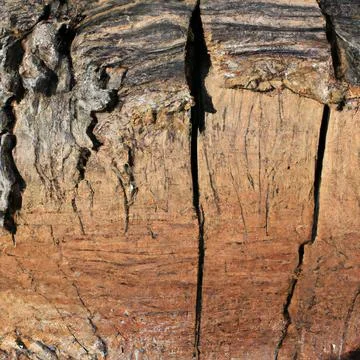 Texture longitudinal section of an old tree Stock Photos