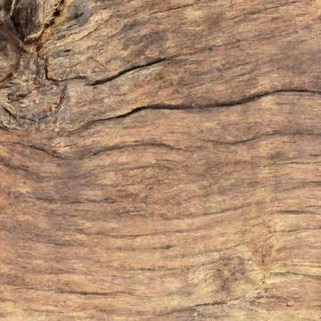 Texture longitudinal section of an old tree Stock Photos