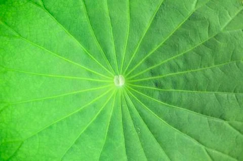 The texture of lotus's leaf Stock Photos