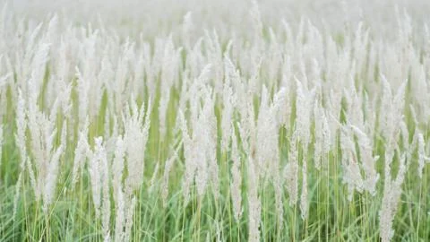 Texture of lush pastel-colored panicles against the green grass of the lawn 2 Stock Photos