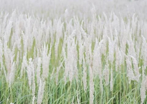 Texture of lush pastel-colored panicles against the green grass of the lawn 3 Stock Photos
