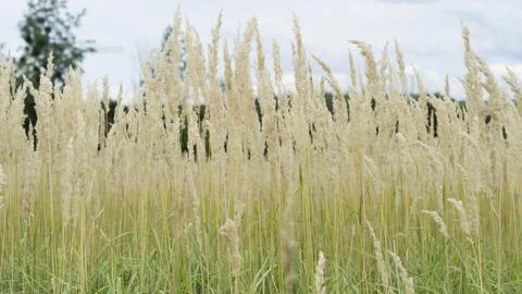 Texture of lush pastel-colored panicles against the green grass of the lawn Stock Photos