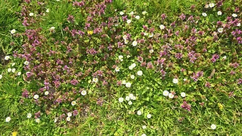 Texture of a lush spring meadow carpeted with dense wildflowers: white daisies Stock Footage 332373681
