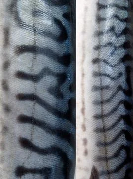 Texture of mackerel Stock Photos