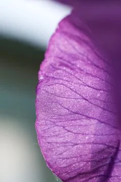 Texture macro iris  details  flower petal streaks spring purple Stock Photos