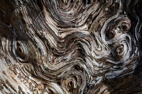 Texture macro wood Stock-Fotos