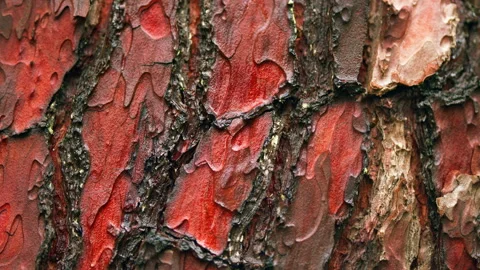 Texture Made Of Pine Tree Bark. Natural Material Of The Wood Pieces Of Tree Bark Stock Footage 257462659