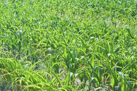 Texture of the maize Stock Photos