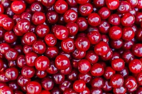 The texture of many cherries. Natural background of harvested ripe red sour Stock Photos
