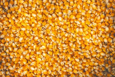 Texture of many corn seeds are dried in the sun. Stock Photos