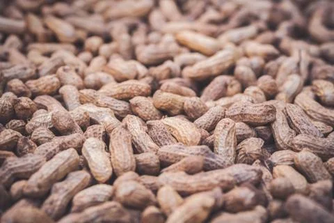 Texture of many peanuts are dried in the sun. Stock Photos