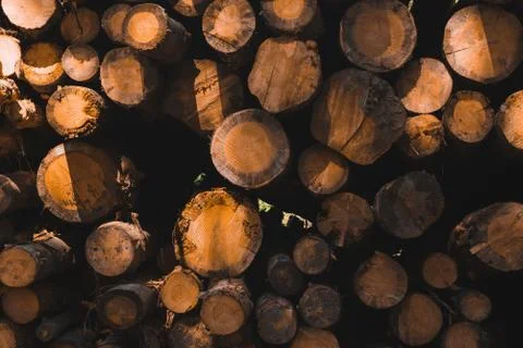 The texture of Many pine logs on top of each other in a pile. Stock Photos