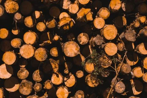The texture of Many pine logs on top of each other in a pile. Stock Photos