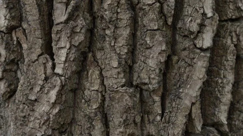 Texture of massive poplar tree bark close-up. Stock-Footage 286029135