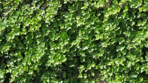 The texture of a massive wall of green ivy blowing in the wind Stock Footage 242311242