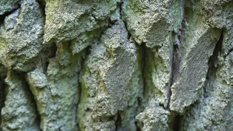 Texture on a mature oak tree's bark surface Vidéo 128893835