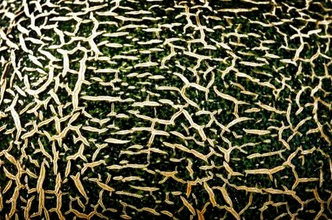 Texture of melon Stock Photos