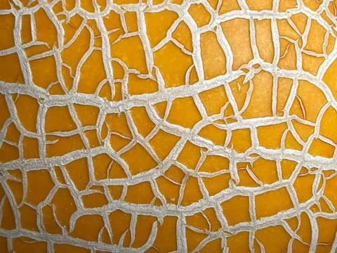 Texture of melon Stock Photos