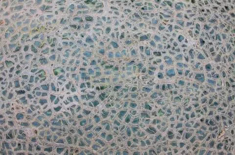 Texture of melon shell Stock Photos