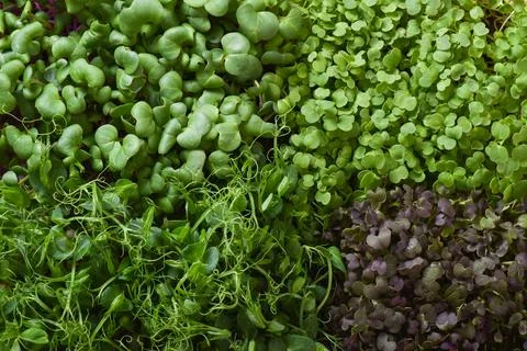The texture of micro-greenery. Various seedlings in close-up. Stock Photos