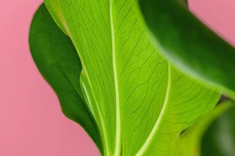 Texture of a monstera leaf close up on pink background Stock Photos