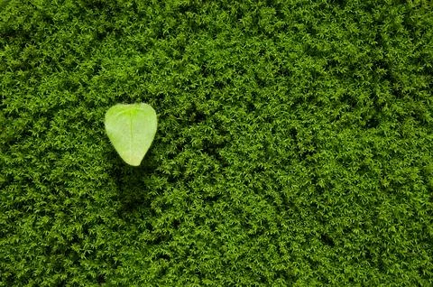 Texture of moss and small green leave on the wall. green moss background Stock Photos