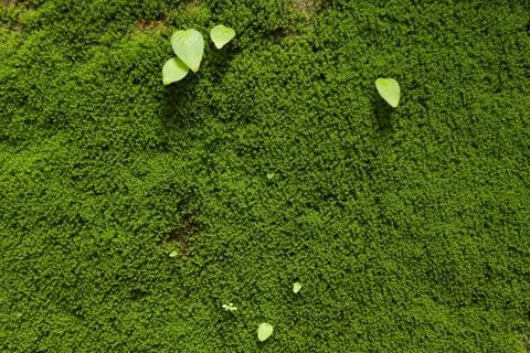 Texture of moss and small green leave on the wall. green moss background Stock Photos