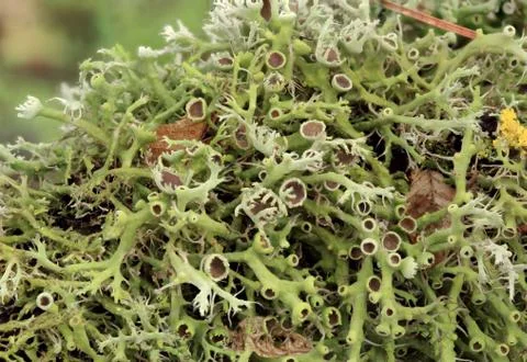 Texture of moss, lichen Stock Photos