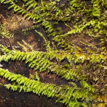 The texture of moss on a mountain wall Stock Photos
