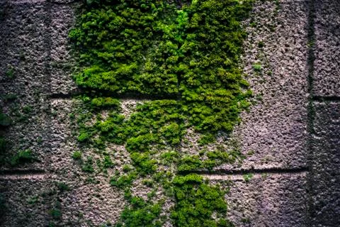 Texture moss Stock Photos