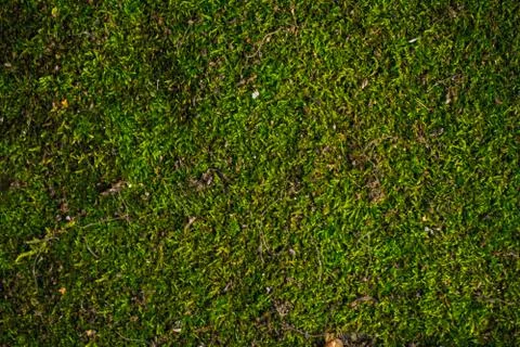 Texture of moss Stock-Fotos