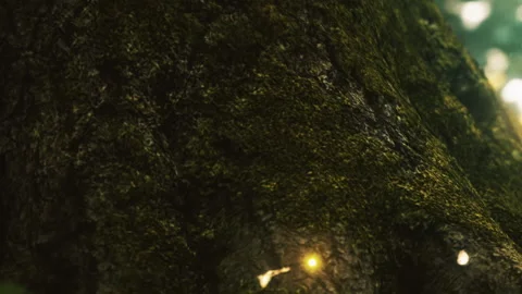 Texture of moss on tree bark in a forest during daytime in summer Stock Footage 339502599