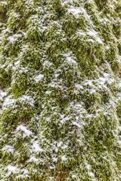 Texture of moss on a tree covered with snow Stock Photos