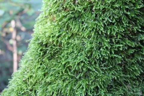 Texture of moss on tree Stock Photos