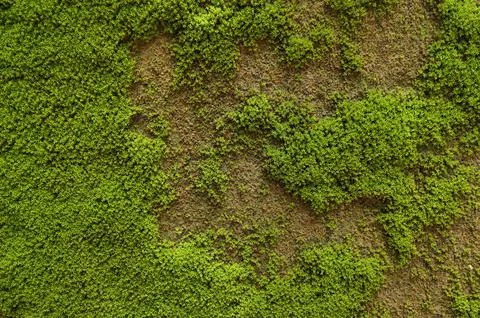 Texture of moss on the wall. green moss background Stock Photos