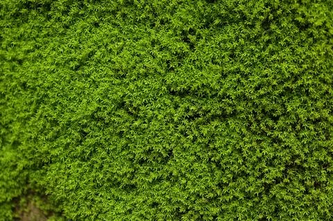 Texture of moss on the wall. green moss background Stock Photos