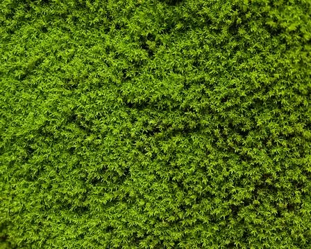 Texture of moss on the wall. green moss background Stock Photos