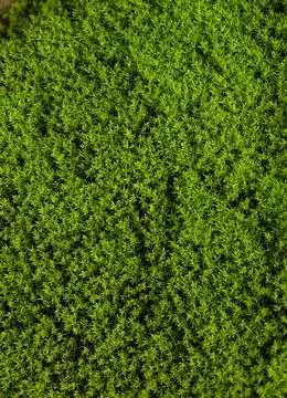 Texture of moss on the wall. green moss background, Green moss on grunge  Stock Photos