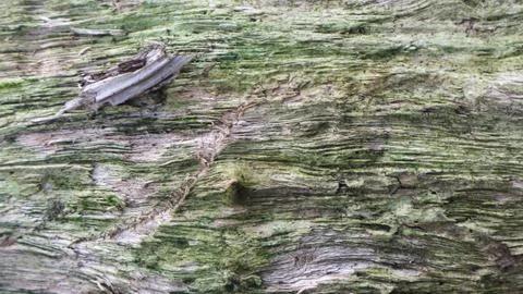 The texture of the mossy bark on the tree as the background Stock Photos