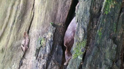 The texture of the mossy bark on the tree as the background Stock Photos