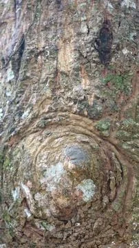 The texture of the mossy bark on the tree as the background Stock Photos