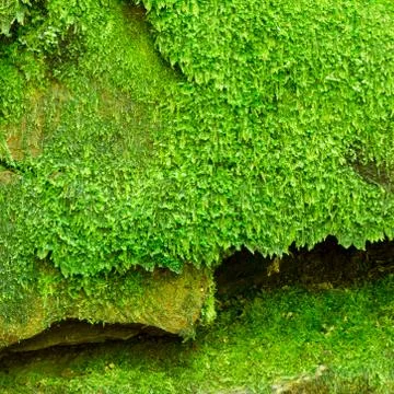 Texture of mossy rock surface, nature background. Stock Photos